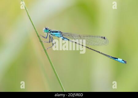 Blauschwänzige Damselfliege (Ischnura elegans), Seitenansicht eines auf einem Stamm sitzenden Männchens, Kampanien, Italien Stockfoto