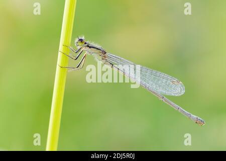 Blauschwänzige Damselfliege (Ischnura elegans), Seitenansicht eines auf einem Stamm sitzenden Weibchens, Kampanien, Italien Stockfoto