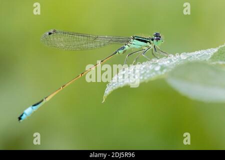 Blauschwänzige Damselfliege (Ischnura elegans), Seitenansicht eines jungen Männchens, das auf einem mit Tautropfen bedeckten Blatt thront, Kampanien, Italien Stockfoto