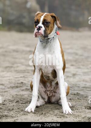 9-Monate-Alte weibliche brindle Boxerin sitzt am Strand Stockfoto