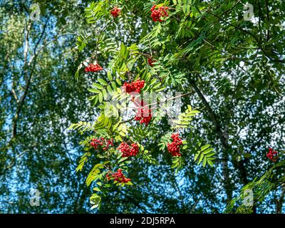 Blick auf rote Eberesche Beeren und grüne Blätter in Ein Wald mit einem blauen Himmel, der zwischen den Blättern zeigt Stockfoto