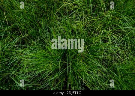 Draufsicht auf flauschiges Gras füllt Bilderrahmen Stockfoto