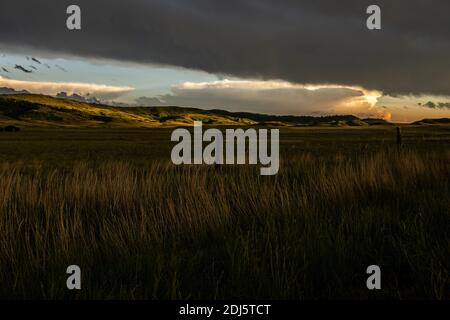 Graswellen im Lamar Valley im späten Nachmittagslicht Stockfoto