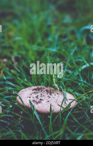 Der einzelne Sonnenschirm Pilz auf dem Feld des jungen grünen Roggen innen Herbst Stockfoto