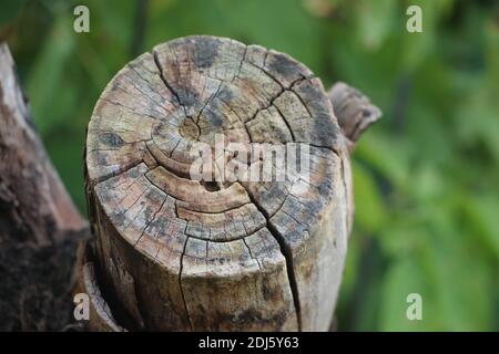 Apfelbaum Stamm auf grünem Gras Hintergrund geschnitten. Selektiver Fokus. Stockfoto