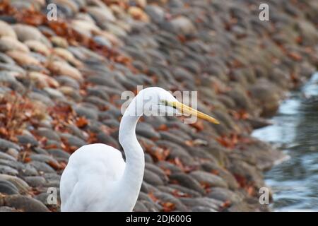 Schöne Schneegreiher Zu Fuß Entlang Steine Auf Der Suche Nach Kleinen Fischen Hohe Qualität Stockfoto