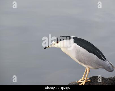 Schwarz Gekrönt Nacht Reiher Jagd Nach Fisch Hohe Qualität Stockfoto