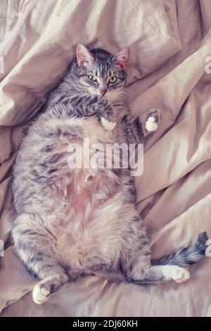 Schwangere graue Haustier liegt Bauch auf dem Bett, Fett Katze mit großem Bauch Stockfoto