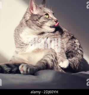 Graue Katze leckt Fell auf dem Bett, großer Hund mit der Zunge aus dem Fenster Licht Stockfoto