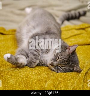 Graue Katze streckte sich auf einem gelben Bettüberwurf aus Stockfoto