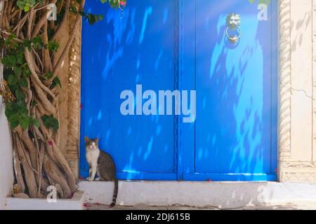 Katze am Baum in der Nähe der blauen Tür in Sidi Bou Said, Tunesien Stockfoto
