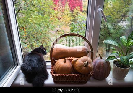 Schwarze Katze mit Kürbissen am Fenster. Stockfoto