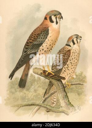 Platte 17 Sparrow Hawk (American Kestrel) Chromolithographierte Platte - 1893 Buch The Hawks and Owls of the United States in Their Relation to Agriculture Stockfoto