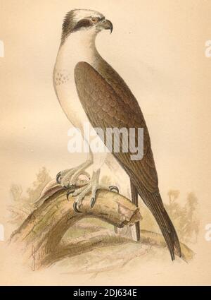 Platte 18, der amerikanische Fischadler - chromolithographierte Platte aus dem Buch 'die Hawks and Owls of the United States in their Relation to Agriculture' von 1893 Stockfoto