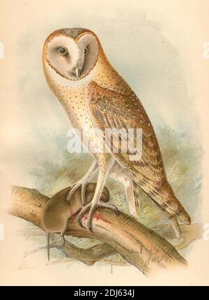 Platte 19, die Scheune Eule - chromolithographierte Platte aus dem Buch 'die Hawks and Owls of the United States in their Relation to Agriculture' aus dem Jahr 1893 Stockfoto