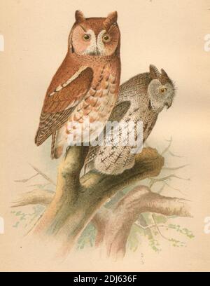 Platte 23, die Eule der Siebe - chromolithographierte Platte aus dem Buch „die Hawks and Owls of the United States in their Relation to Agriculture“ aus dem Jahr 1893 Stockfoto
