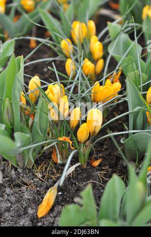 Crocus Golden Yellow blüht im April im Garten Stockfoto