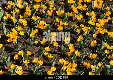 Crocus Golden Yellow blüht im April im Garten Stockfoto