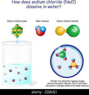 Wie löst sich Natriumchlorid (NaCl) in Wasser auf? Die Na-Ionen ziehen die negativen Sauerstoffatome des Wassermoleküls an Stock Vektor