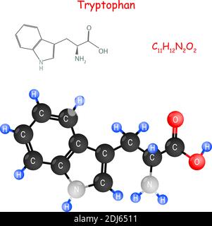 Tryptophan ist eine essentielle Aminosäure für die Biosynthese von Proteinen. Chemische Strukturformel und Modell des Moleküls. Stock Vektor