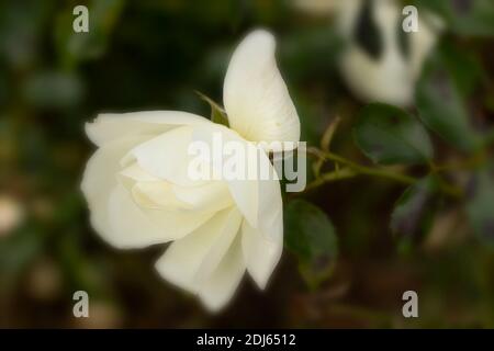 Rosa – Blumenteppich Weiß in Blüte, auffälliges Blumenportrait Stockfoto