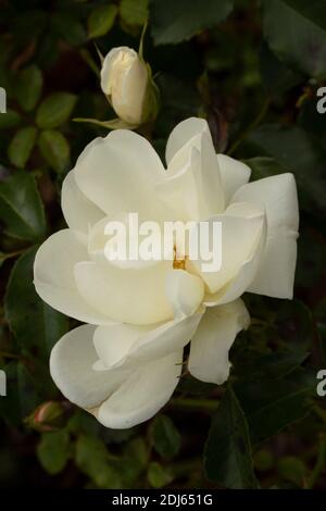 Rosa – Blumenteppich Weiß in Blüte, auffälliges Blumenportrait Stockfoto