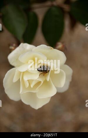 Rosa – Blumenteppich Weiß in Blüte, auffälliges Blumenportrait Stockfoto