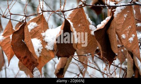 Eine Nahaufnahme von Zweigen mit trockenen Herbstblättern bedeckt mit Der erste Schnee Stockfoto