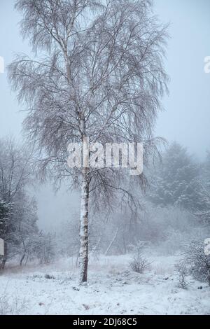 Birke mit Frost bedeckt. West Lothian, Schottland Stockfoto