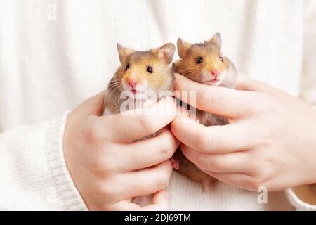 Zwei süße flauschige goldene Hamster in den Händen eines Kindes auf einem hellen Hintergrund. Schöne Postkarte mit einem Tier Thema. Stockfoto