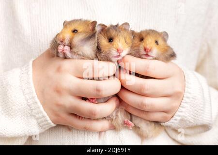 Drei süße flauschige goldene Hamster in den Händen eines Kindes auf einem hellen Hintergrund. Drillinge. Haustierpflegekonzept. Stockfoto