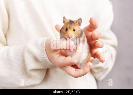 Ein süßer flauschiger goldener Hamster mit weißem Bauch sitzt in den Armen eines Kindes in einem leichten Pullover und schaut in die Kamera. Stockfoto