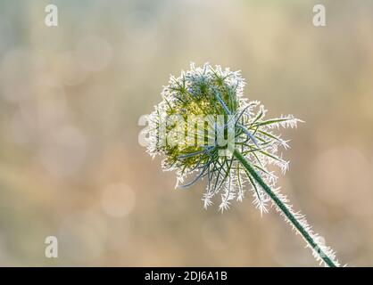 Getrocknete Wildkarottenblütenkopf, Daucus carota, bedeckt mit weißen Reifkristallen an einem kalten sonnigen Wintertag, Deutschland Stockfoto