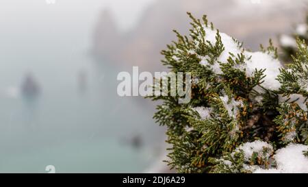 Wacholderzweige und Zapfen unter Schnee und Eis, an bewölkten verschneiten Tagen. Juniperus chinensis. Winterzeit. wacholderbeeren unter Schnee. Das Konzept von Stockfoto