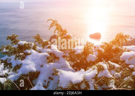 Wacholderzweige und Zapfen unter Schnee und Eis, beleuchtet durch Sonnenlicht. Juniperus oxycedrus. Winterzeit. wacholderbeeren unter Schnee. Das Konzept von Stockfoto