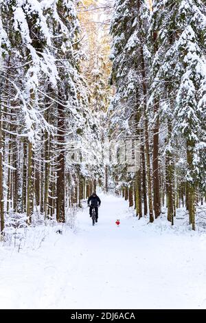 Ein Mann in einer Schutzmaske fährt mit dem Fahrrad durch einen winterverschneiten Wald, ein Hund läuft in der Nähe. Aktiver Lebensstil. Stockfoto