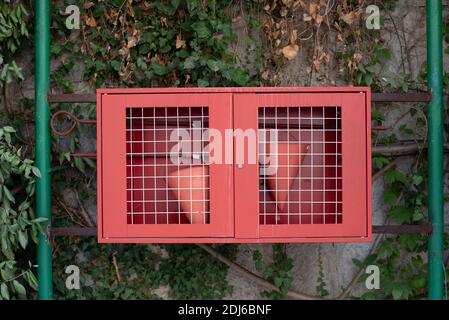 Ein Feuerschutzschild mit der notwendigen Füllung, hängt an der Wand mit Grün. Der Schild ist geschlossen. Türen mit einem Gitter. Feuerlöschgeräte können sein Stockfoto