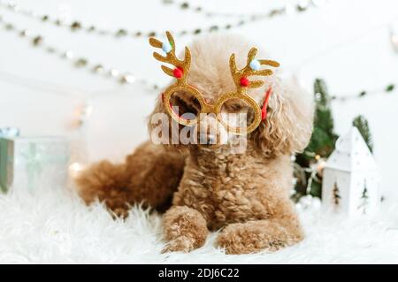 Hund Aprikosen Pudel in Neujahr Dekorationen bereit für Weihnachten Party Stockfoto