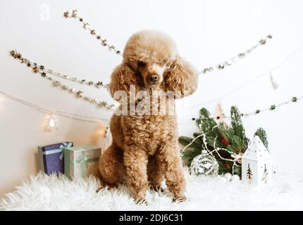 Hund Aprikosen Pudel in Neujahr Dekorationen bereit für Weihnachten Party Stockfoto