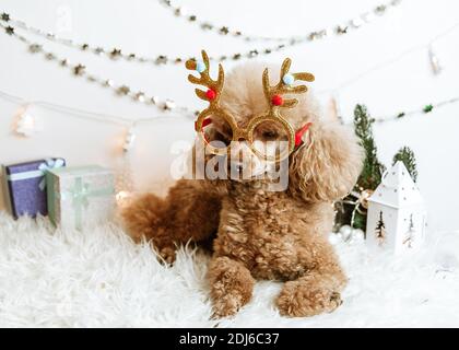 Hund Aprikosen Pudel in Neujahr Dekorationen bereit für Weihnachten Party Stockfoto