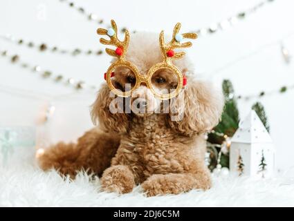 Hund Aprikosen Pudel in Neujahr Dekorationen bereit für Weihnachten Party Stockfoto