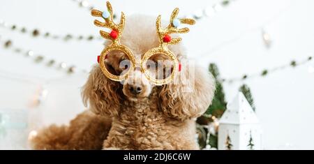 Hund Aprikosen Pudel in Neujahr Dekorationen bereit für Weihnachten Party Stockfoto