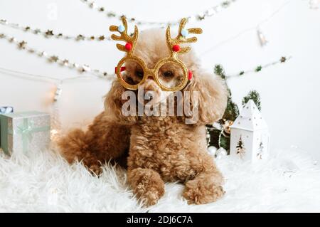 Hund Aprikosen Pudel in Neujahr Dekorationen bereit für Weihnachten Party Stockfoto