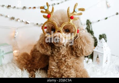 Hund Aprikosen Pudel in Neujahr Dekorationen bereit für Weihnachten Party Stockfoto