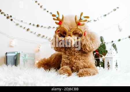 Hund Aprikosen Pudel in Neujahr Dekorationen bereit für Weihnachten Party Stockfoto