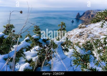 Wacholderzweige und Zapfen unter Schnee und Eis, beleuchtet durch Sonnenlicht. Juniperus oxycedrus. Winterzeit. wacholderbeeren unter Schnee. Das Konzept von Stockfoto