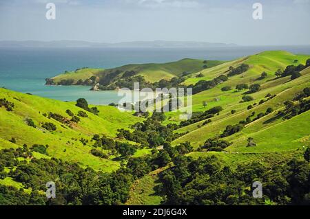 Küsten Blick vom Whangapoua Road, Coromandel Peninsula, Region Waikato, Nordinsel, Neuseeland Stockfoto