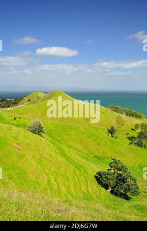 Küsten Blick vom Whangapoua Road, Coromandel Peninsula, Region Waikato, Nordinsel, Neuseeland Stockfoto