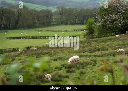 Black Mountains Gebiet des Brecon Beacons National Park in Monmouthshire, Südosten Wales. Stockfoto