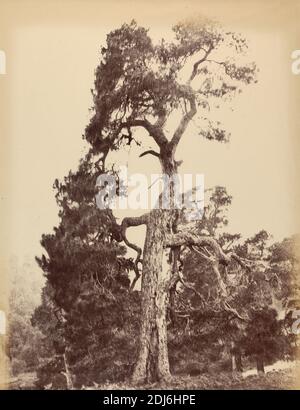 The Lone Pine Tree, Horatio Ross, 1801–1886, Großbritannien, ca. 1858, Albumin-Druck aus gewachsten Papier negativ auf dünnem, glattem, cremefarbenem Wove-Papier, Blatt: 13 1/2 × 10 3/8 Zoll (34.3 × 26.4 cm) und Halterung: 17 3/4 × 14 Zoll (45.1 × 35.6 cm), botanisches Motiv, Landschaft, Baum Stockfoto